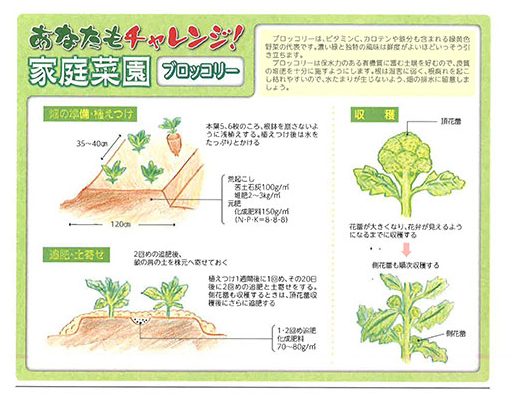 ブロッコリー