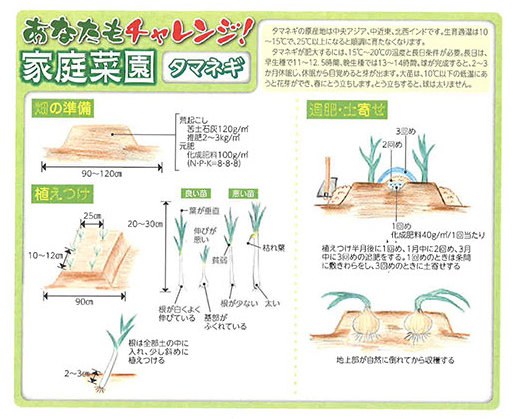 タマネギ