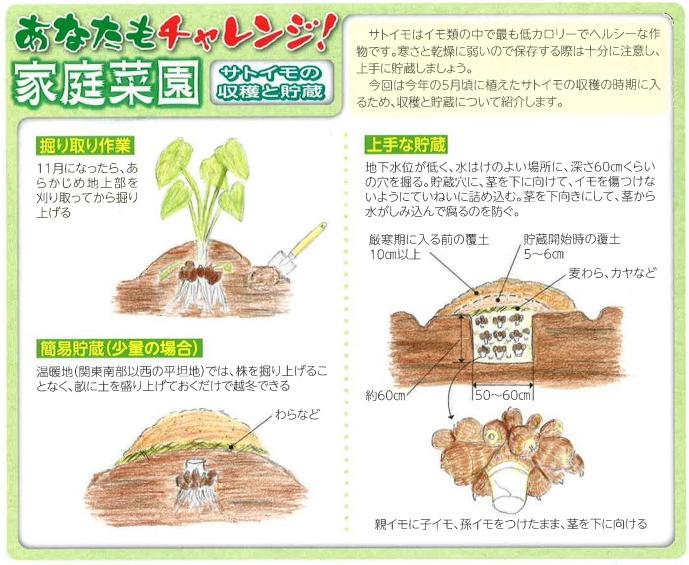 サトイモの収穫と貯蔵