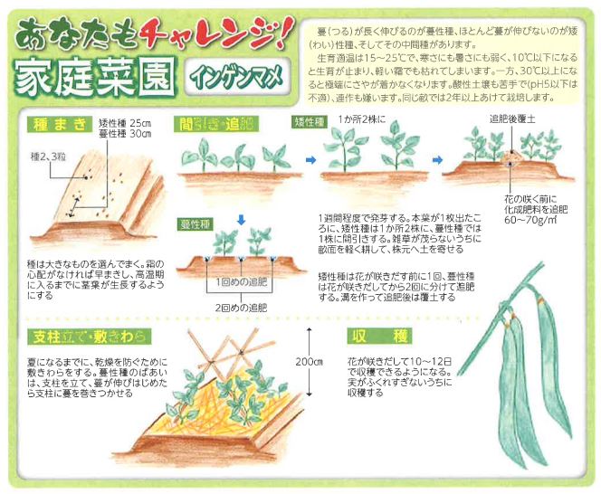 インゲンマメ