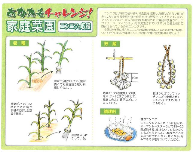 ニンニクの収穫