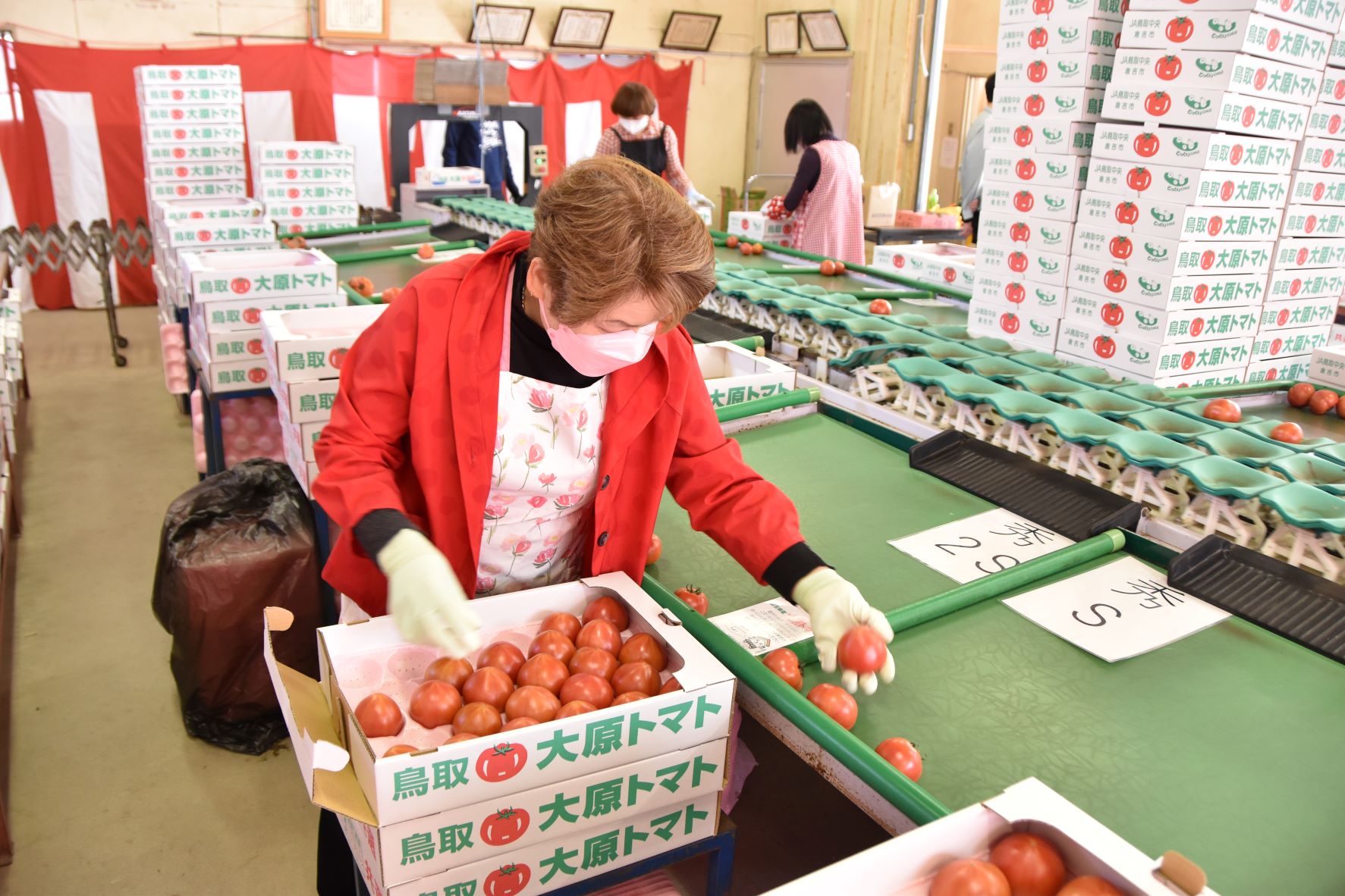 特産「大原（おはら）トマト」の初出荷式 - JA鳥取中央