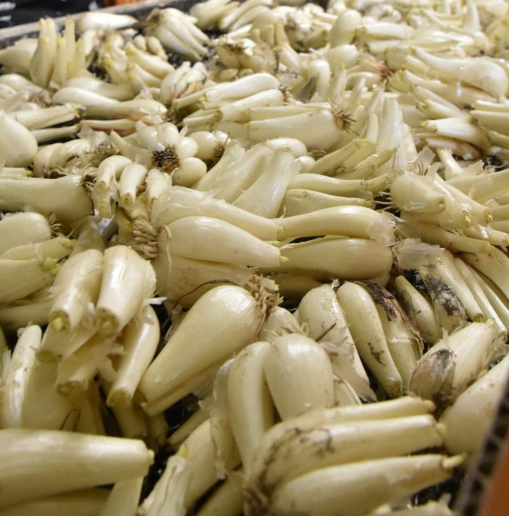 JA鳥取中央 らっきょう初出荷式を開きました - JA鳥取中央