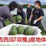 倉吉西瓜『収穫』産地体験会 参加者募集(令和５年７月２日開催)