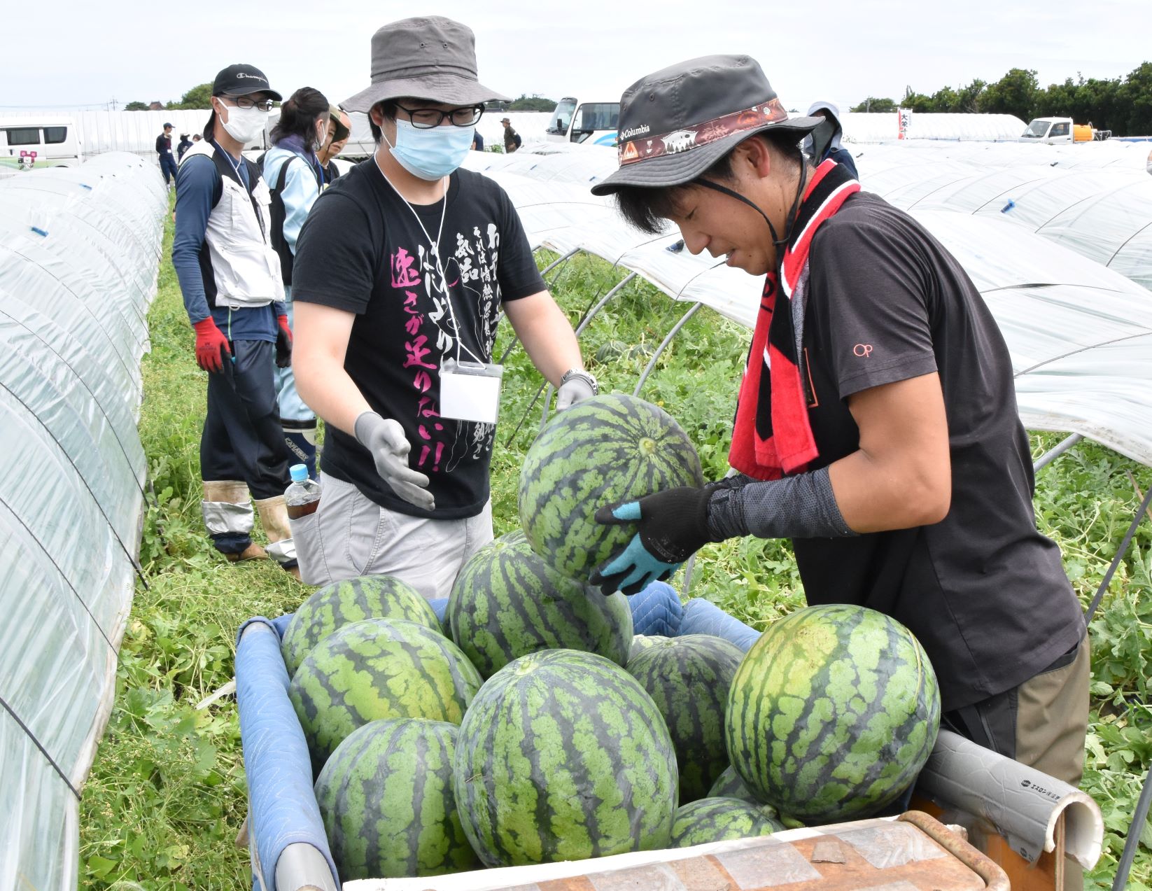 大栄西瓜新規就農収穫産地体験会を開催しました！ - JA鳥取中央