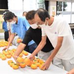 大玉で高糖度　 柿「輝太郎」査定会