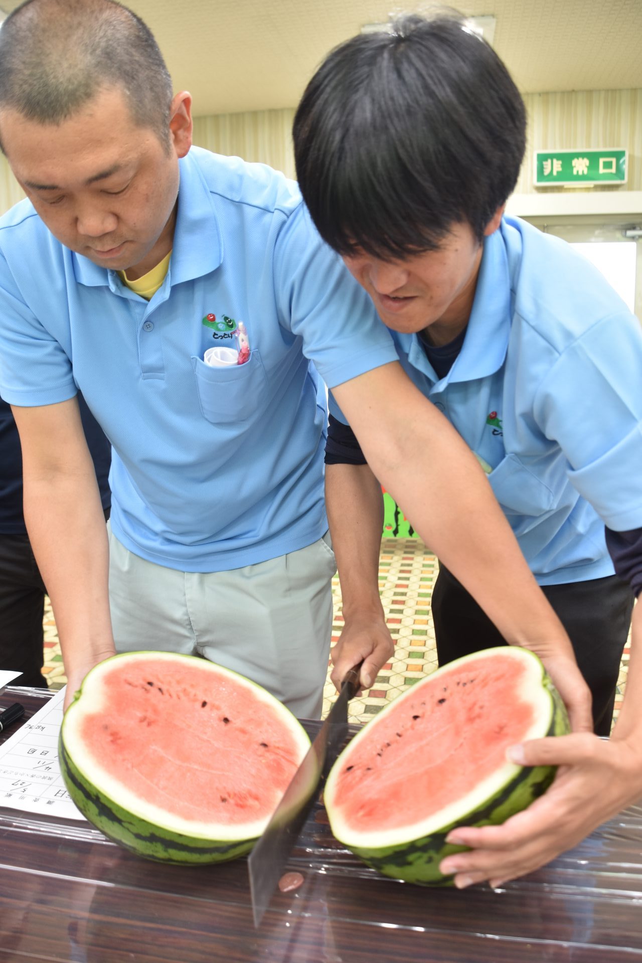 鳥取すいかトップバッター「とまり美人」大玉＆高糖度で上々の仕上がり