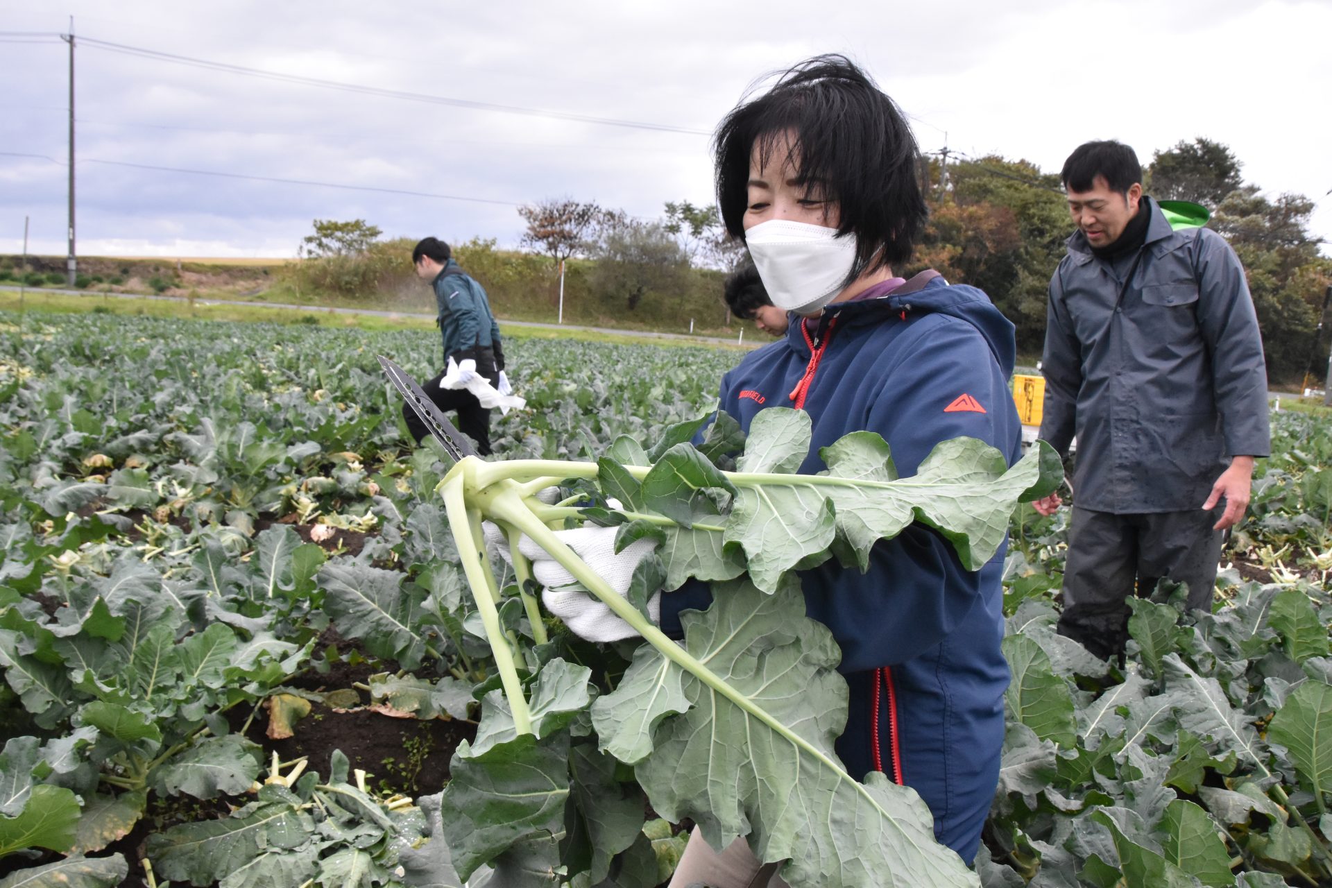 准組合員がJA施設見学や野菜収穫体験で地域農業へ理解促進 - JA鳥取中央