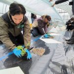 大栄西瓜産地体験会でインスタライブを活用し　ＪＡ鳥取中央大栄西瓜組合協議会