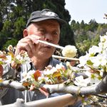 倉吉の梨園で露地梨「二十世紀」の交配始まる　百年木の老木にも丁寧に受粉