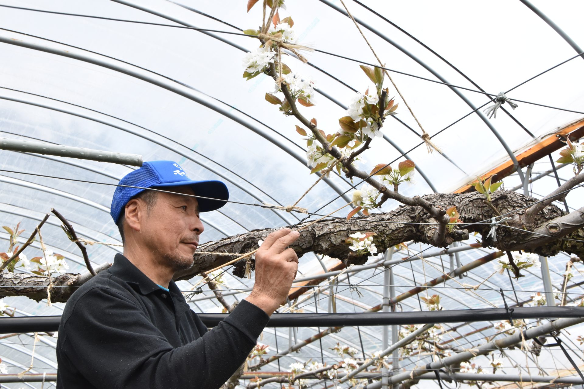 ハウス栽培・二十世紀梨 交配スタート！ - JA鳥取中央
