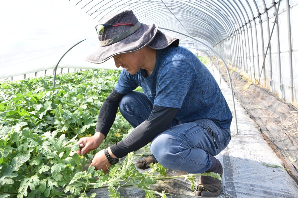 大栄西瓜、交配作業が本格化 甘くみずみずしい夏の味覚へ - JA鳥取中央