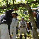 梨ジョイント栽培で省力化
