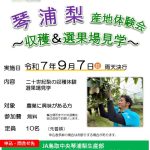 【参加者募集！】琴浦梨産地体験会～収穫・選果場見学～を開催します