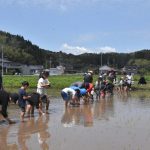 裸足で田んぼに入り田植えを体験