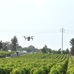 長芋生産部　ドローンで肥料と農薬散布 実演会開催