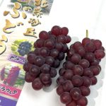北条デラウェア　糖度good 粒張りgood 7日から出荷開始