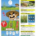 イネカメムシ被害に注意　出穂時期に合わせて防除しましょう