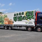 甘くてみずみずしい　ハウス「二十世紀」出荷　ＪＡ鳥取中央琴浦梨生産部