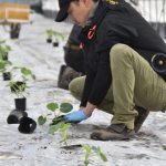 大栄抑制メロン「プリモレッド」定植始まる　ＪＡ鳥取中央大栄抑制メロン部会
