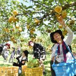 担い手確保へ！梨の収穫体験で3組参加 倉吉梨生産部