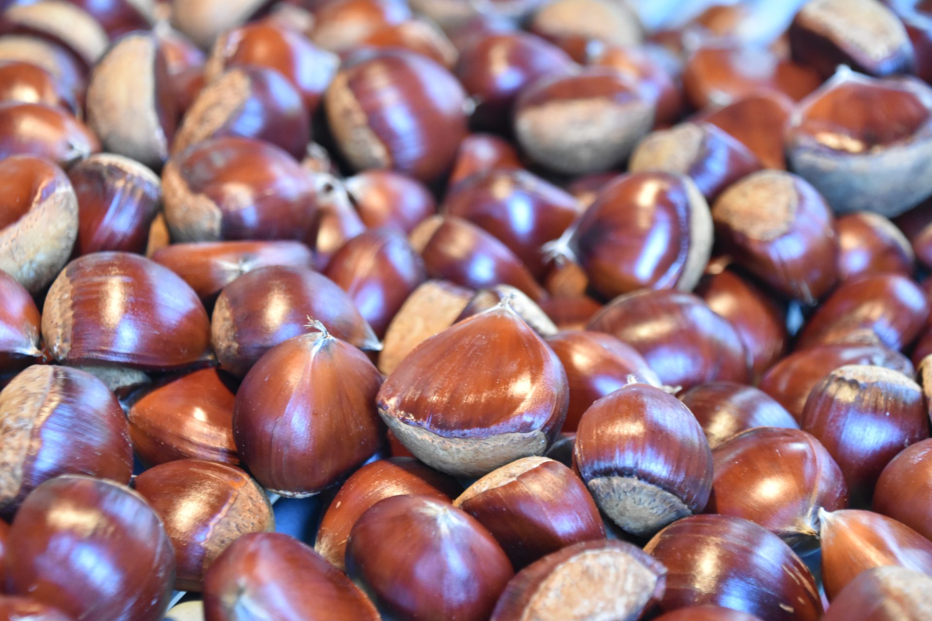 秋の味覚「ぽろたん」出荷開始 - JA鳥取中央