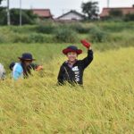 \収穫の秋/稲刈りとはで掛けに挑戦しました