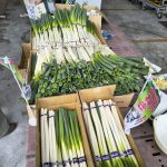 秋冬ネギ出荷開始！県外で試食宣伝販売をしてきました
