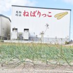 砂丘ナガイモ・ねばりっこ 初出荷 販売5億円目指す JA鳥取中央長芋生産部