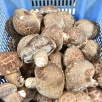 シイタケ「とっとり１１５」出荷規格を確認　JA鳥取中央椎茸生産部
