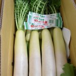 雪のように白い「ゆきっこ大根」　出荷前に品質基準確認
