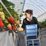 冬の「赤い宝石」！収穫スタート　北栄ドリーム農場