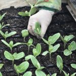 JA総合育苗センターでスイカ苗の接ぎ木作業開始