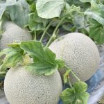 大栄抑制メロン生産部 販売額・出荷量ともに6年連続過去最高更新