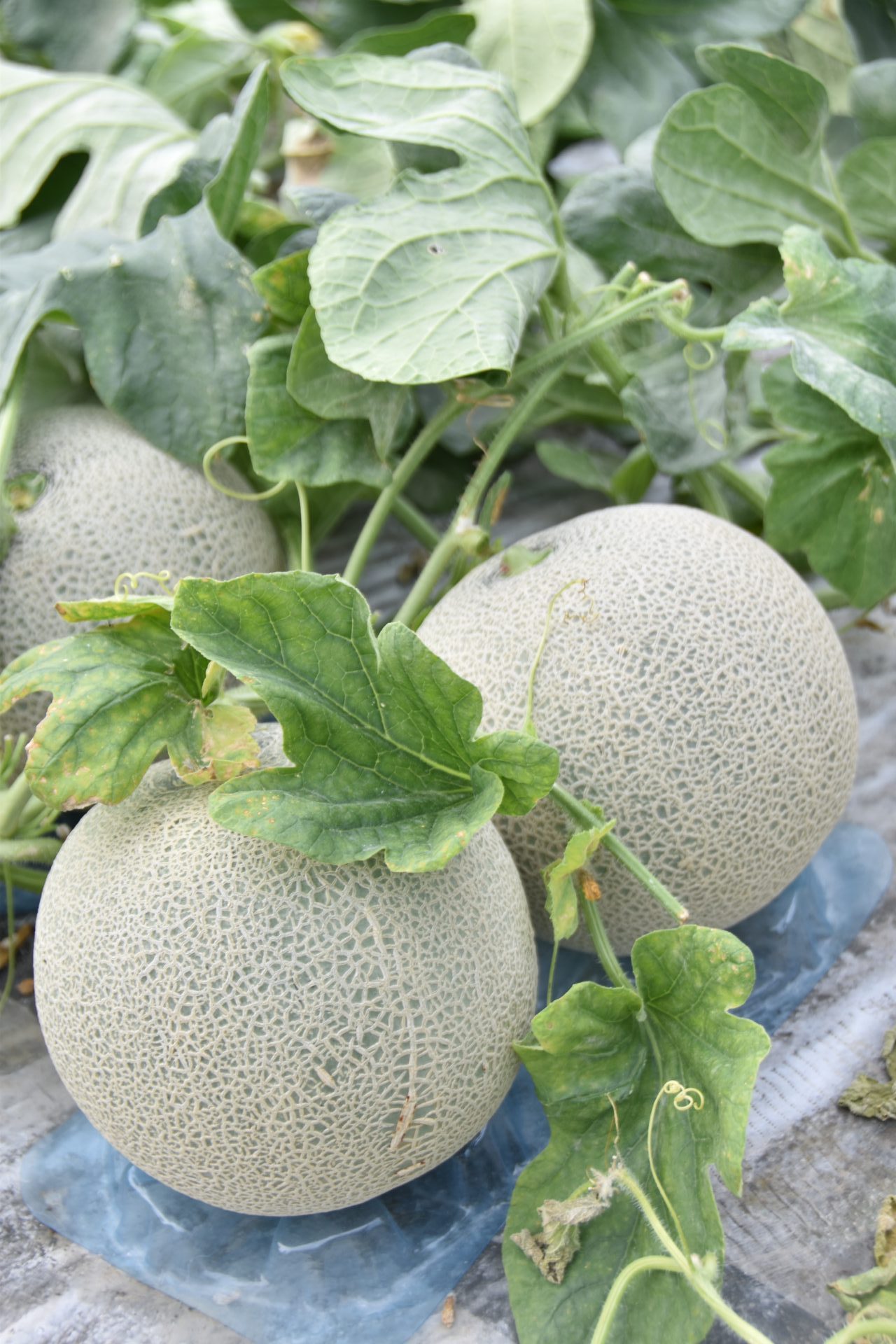大栄抑制メロン生産部 販売額・出荷量ともに6年連続過去最高更新 - JA