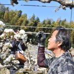 春光に白く輝く梨の花　露地「二十世紀」交配　東郷果実部