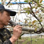 ハウス梨「二十世紀」手際よく白く可憐な花に交配　琴浦梨生産部