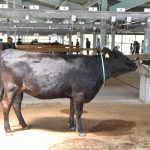 第132回中部畜産共進会 古谷さんの「ももしばた」栄冠