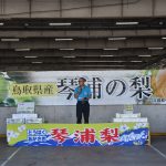 甘み十分、仕上がり上々 ハウス梨「二十世紀」初出荷 琴浦梨生産部