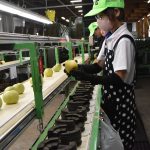 「二十世紀」待望の初出荷 倉吉梨生産部